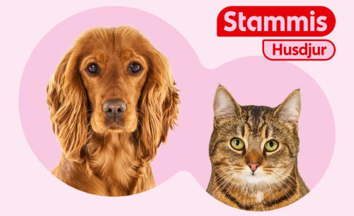 Stammis husdjur med en hund och en katt.