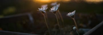 blommor