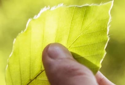 Bild på löv i naturen