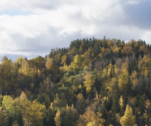 Skog och himmel. Så stor skillnad gör hållbara fonder.
