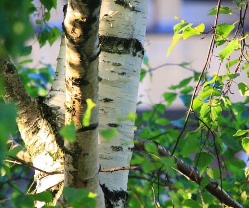 Närbild på en björk. Här berättar vi mer om hållbart sparande.