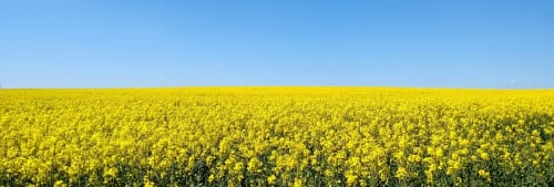 Rapsfält och himmel