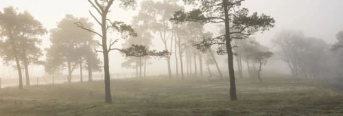 Träd i morgondimma.