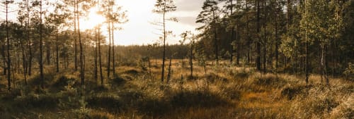 Vy med träd och gräs i solnedgång.