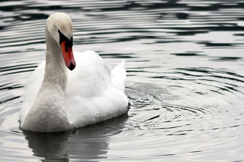 Svan