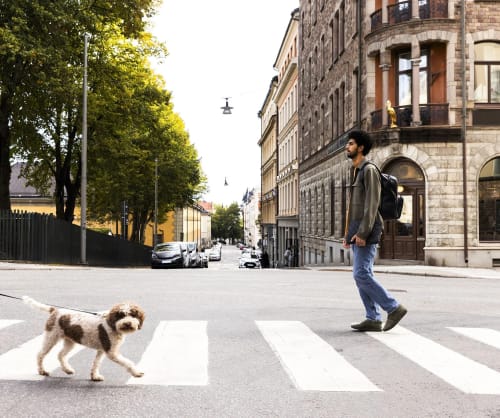 Kille och hund möts på ett övergångsställe.