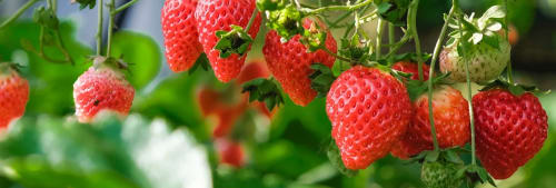 Jordgubbar. Fonder 2013.