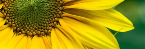 ICA Banken är bästa hållbara bank 2016. Närbild på solros.