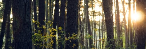 Skog i motljus