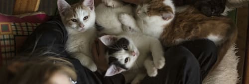 Flera kattungar som ligger tillsammans i en soffa