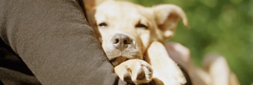 hundvalp som ligger i famnen på en person.