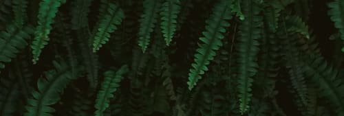 Life hacks i djungeln.