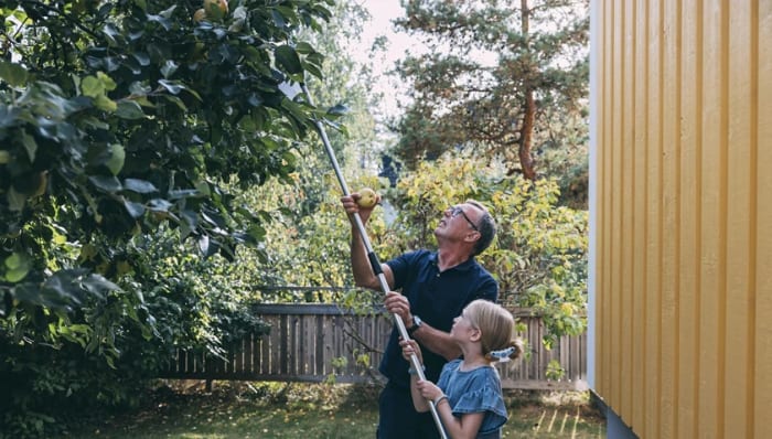 Farfar plockar äpplen med barnbarnet.