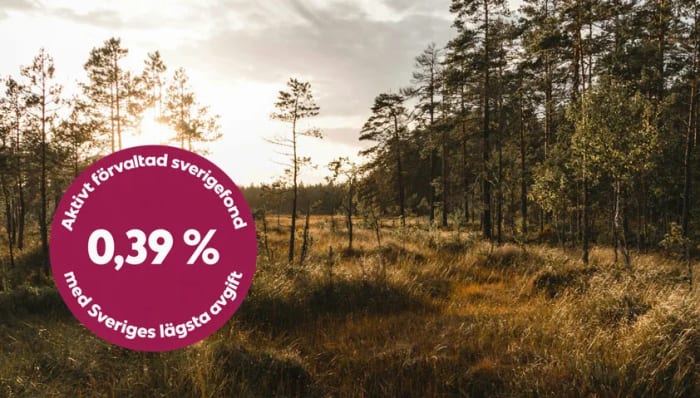 Soluppgång över en äng med små träd.