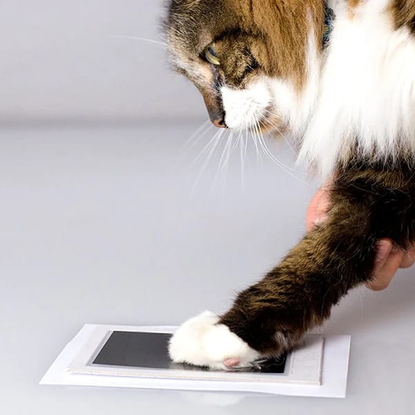 Pearhead Clean Touch Ink Pad stämpeldyna husdjur Pearhead