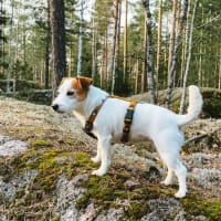 Woolly Wolf Sele Sea to Summit XS
