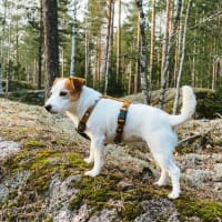 Woolly Wolf Sele Sea to Summit L