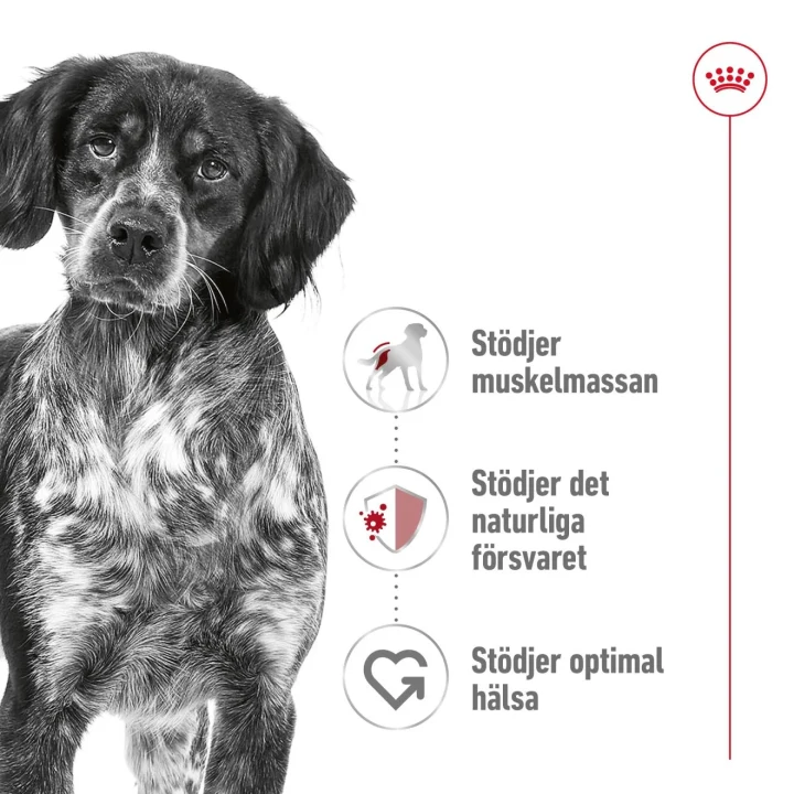 Royal Canin Medium Adult Dog 4 kg Royal Canin