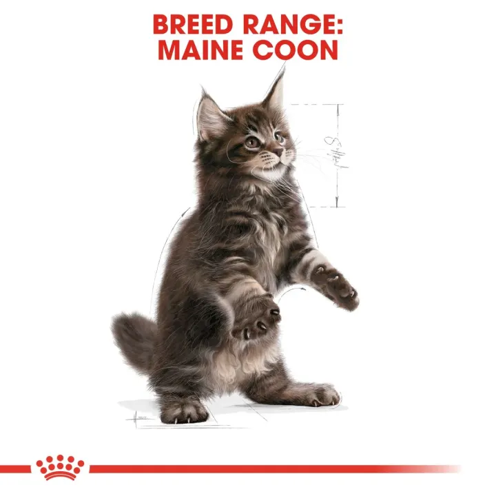 Royal Canin Maine Coon Kitten 2 kg Royal Canin