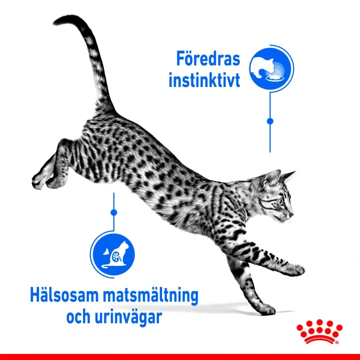 Royal Canin Indoor Gravy Cat 12x85 g Royal Canin