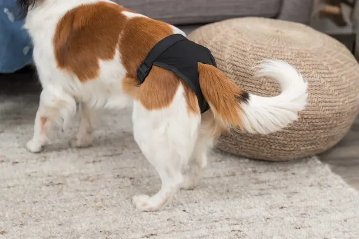 Trixie Tikskydd Svart M Trixie