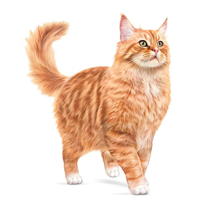 Royal Canin Ageing Cat 11+ Jelly Våtfoder 12x85 g Royal Canin