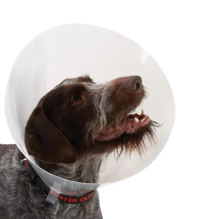 Buster Classic Hundkrage Transparent 12,5cm Buster