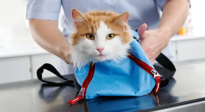 Kruuse Undersökningsväska för katt, liten hund och kanin 4-6 kg Kruuse
