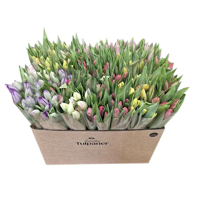 ICA Tulpaner 9 pack mix