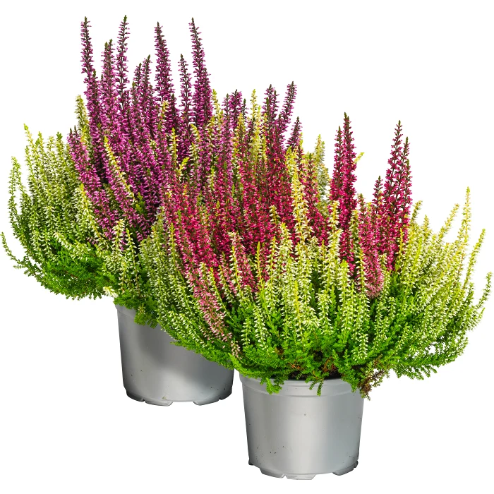 Ljung Colour crown 13 cm