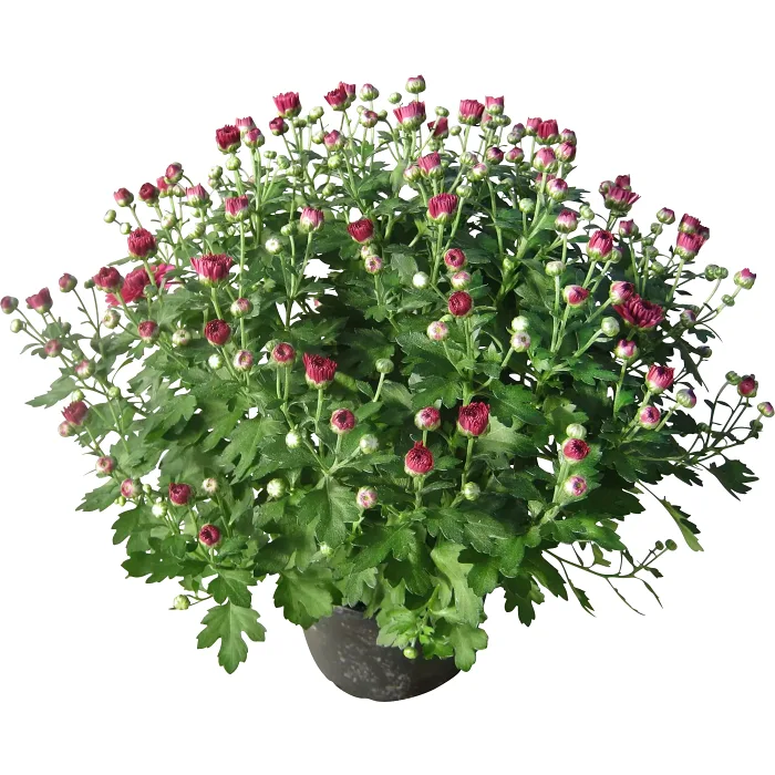 Bollkrysantemum 15cm kruka Höjd 35cm lila