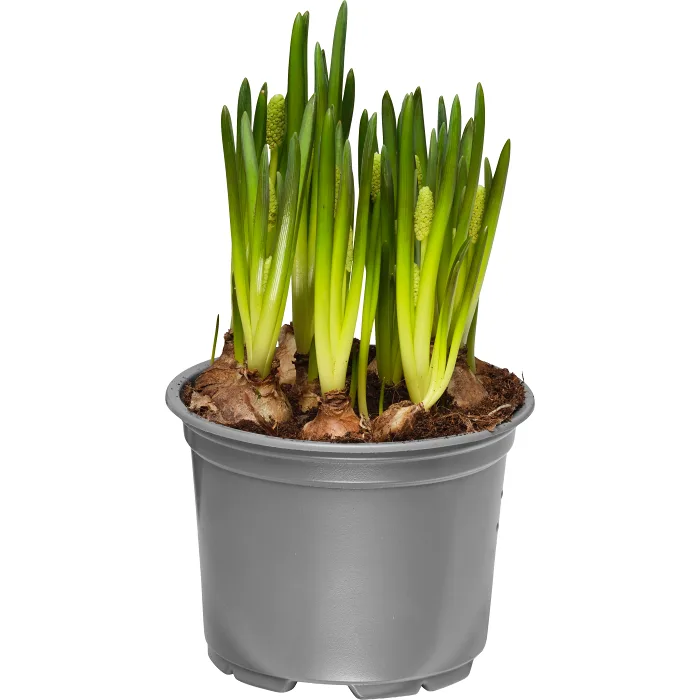 Pärlhyacint 10,5cm kruka vit 20 cm hög