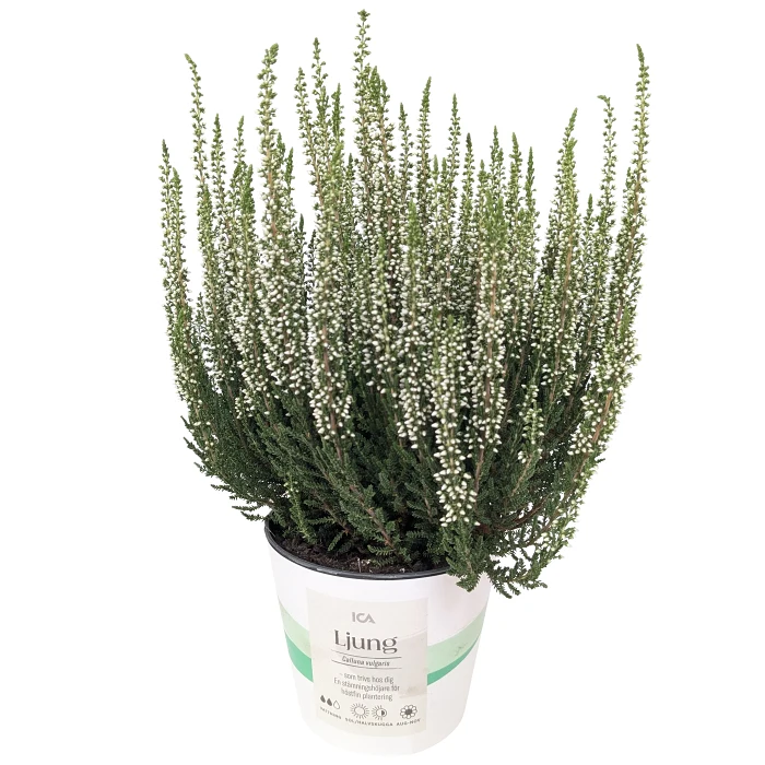 Ljung vit 11 cm ICA
