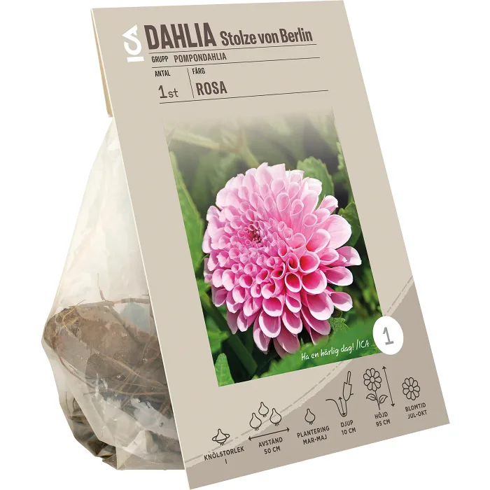 Dahlia pompon Stolze von Berlin ros