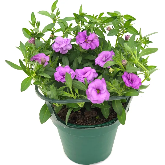 Hängpetunia dubbelblommande 12cm kruka Höjd 21cm lila
