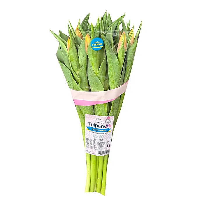 ICA Tulpaner 12 pack Rosa bandet Från Sverige