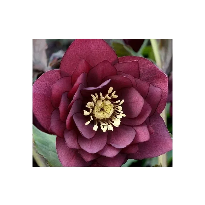 Julros dubbel röd 12 cm