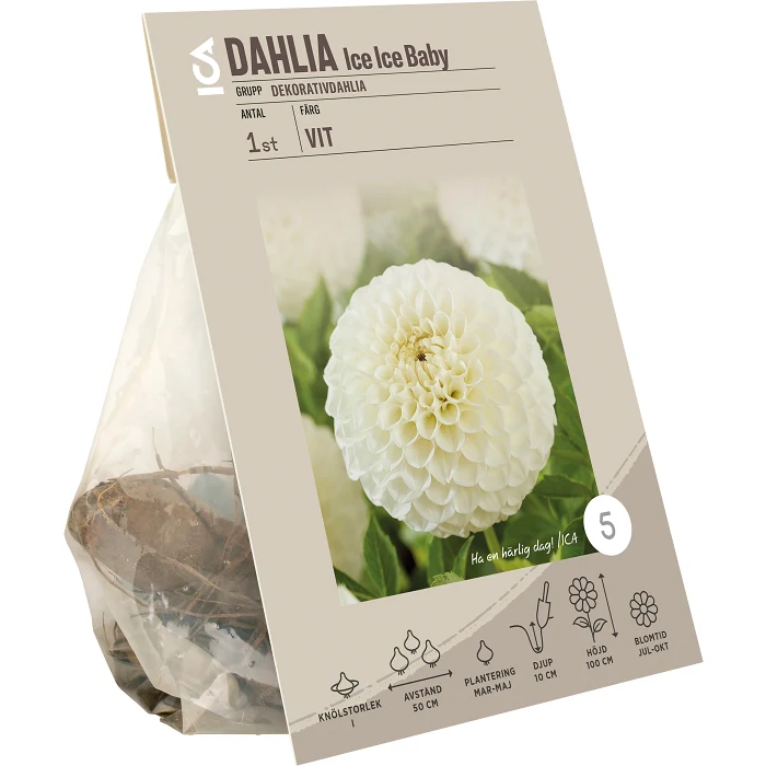 Dahlia Ice Ice Baby
