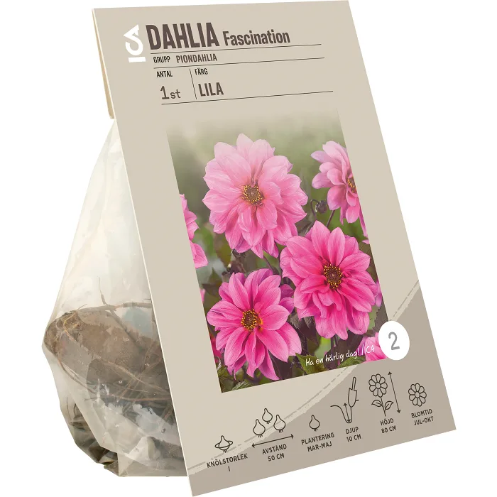 Dahlia Dark Leaf Fascination