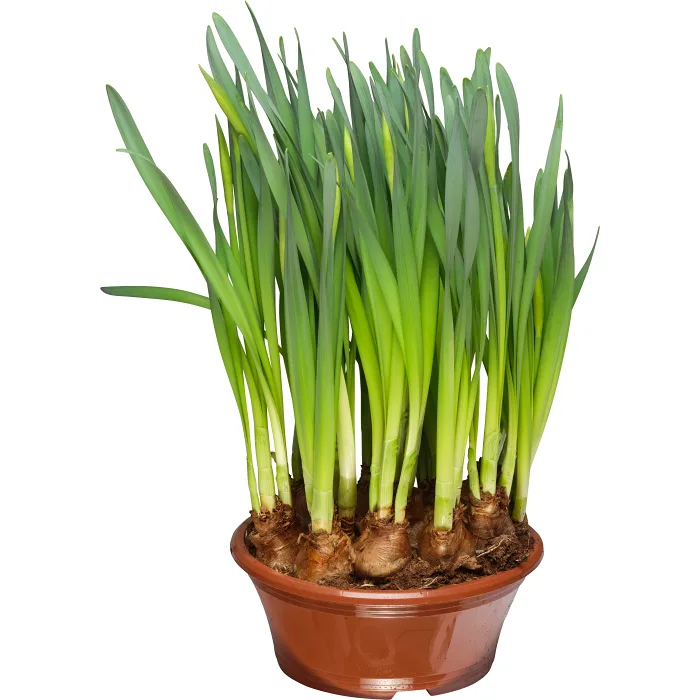 Påsklilja jumbo i en 23 cm skål