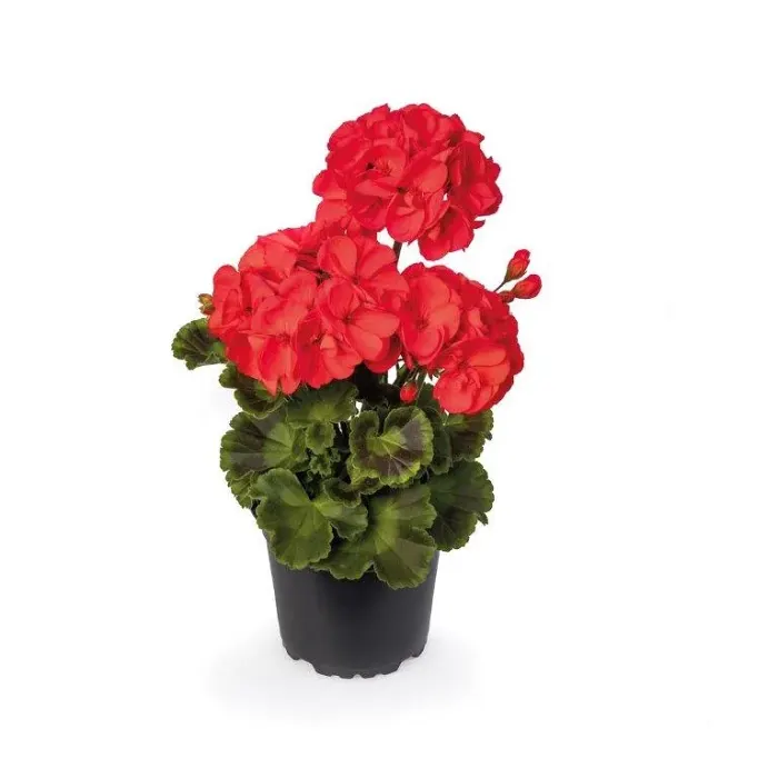 Pelargon zonale röd 12 cm