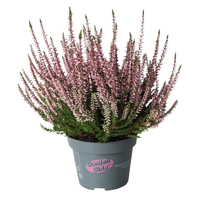 Ljung Calluna rosa 10,5 cm ICA