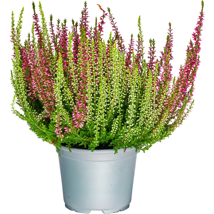 Ljung Calluna Twin 11cm kruka blandade färger i krukan