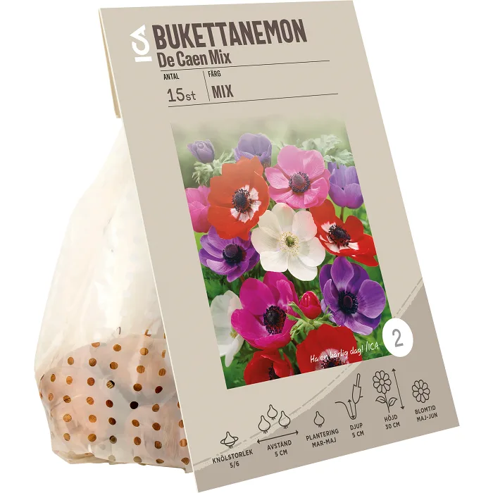 Anemon De Caen mixade färger ICA Garden