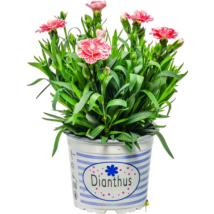 Trädgårdsnejlika 12 cm