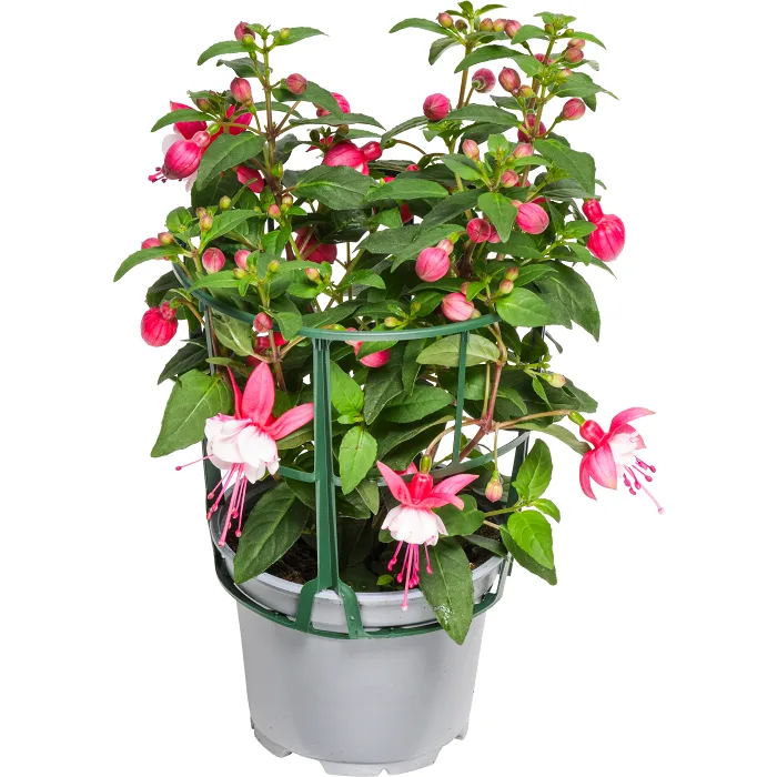 Fuchsia 11,5cm kruka Höjd 30cm varierande färger