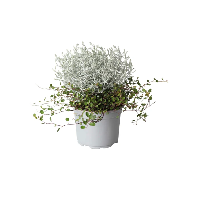 Mueca 12 cm