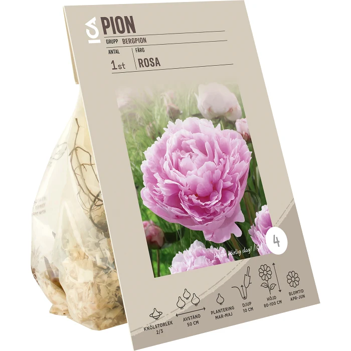 Paeonia Officinalis Pink ICA Garden