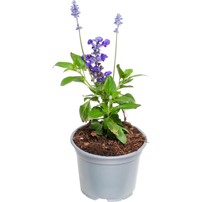 Daggsalvia 12 cm ICA