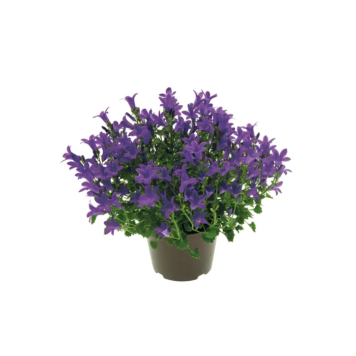 Campanula blå 10,5cm